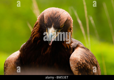 Gold eagle portrait