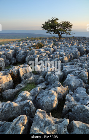 Lone Tree amongst the limestone pavement at Twistleton Scars, Ribblesdale in The Yorkshire Dales, North Yorkshire, England, UK Stock Photo