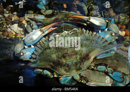 Blue crab, Callinectes sapidus, captive Stock Photo