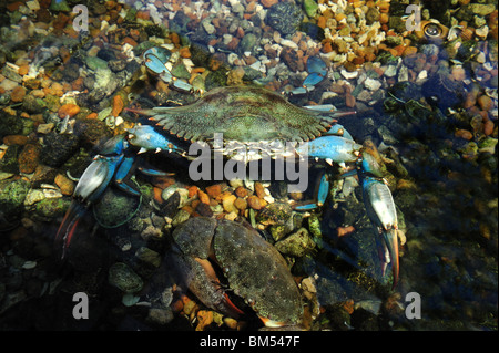 Blue crab, Callinectes sapidus, captive Stock Photo