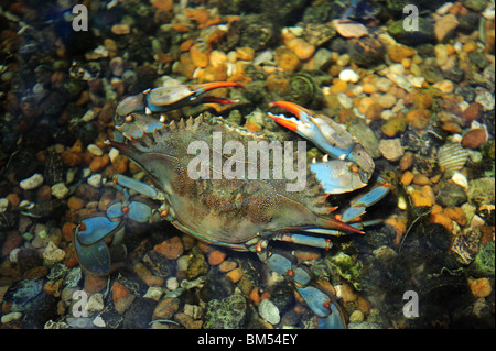 Blue crab, Callinectes sapidus, captive Stock Photo