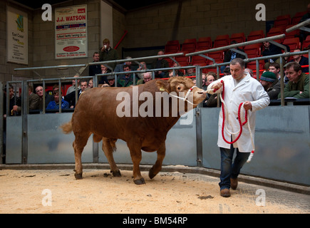 Simmental Bull in Auction Ring at Thainstone Specialist Auctions Centre Inverurie, Scotland, UK Stock Photo