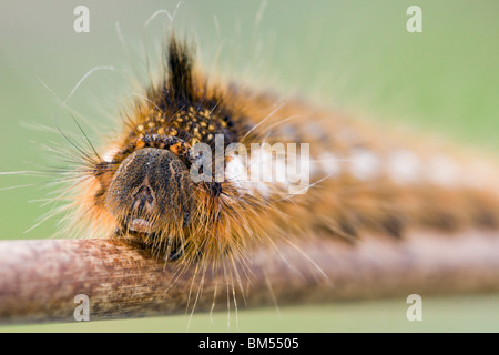 Drinker Caterpillar crawling on reed stem Stock Photo