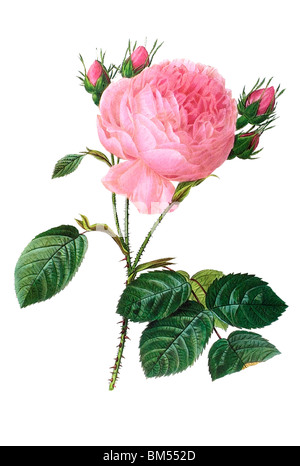 Provence rose Stock Photo