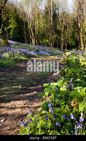 Path through the bluebell woods near Batcombe Dorset Stock Photo