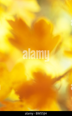 Impressionistic close up of backlit golden autumn leaves of Field or Hedge maple or Acer campestre tree or bush Stock Photo