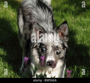 Blue Merle Collie pup in a playful pose. Stock Photo