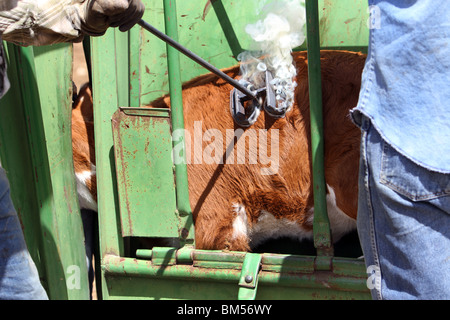 Cattle being branded, smoke and fire. Fire and smoke as hair is burnt off and skin underneath is scared by red hot iron brand. Stock Photo