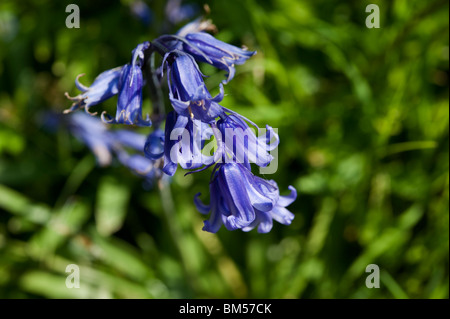 Bluebells, or Hyacinthoides non-scripta or  Endymion non-scriptum, Scilla non-scripta, blooming in May