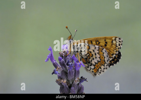 Glanville fritillary (Melitaea cinxia) with closed wings on a lavender flower Stock Photo