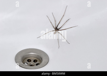 House spider next to a plug hole in a bath Stock Photo