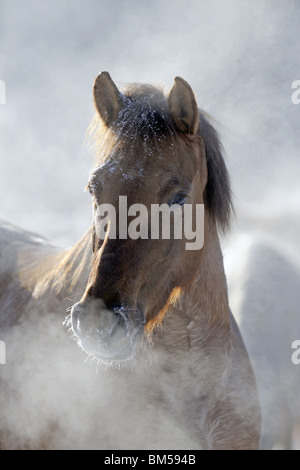 German Riding Pony (Equus ferus caballus), portrait of a mare in winter. Stock Photo