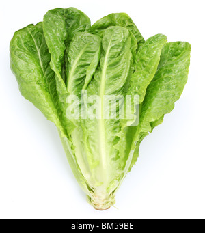 Lettuce on a white background Stock Photo