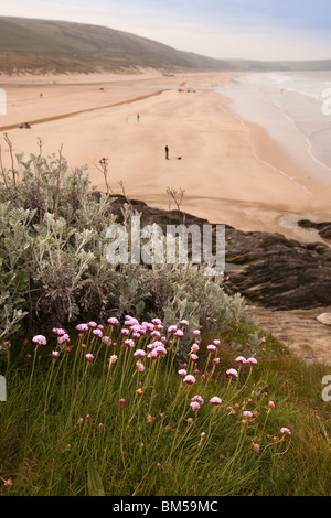 UK, England, Devon, Woolacombe, wild flowers, thrift growing above the beach Stock Photo
