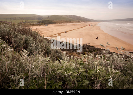 UK, England, Devon, Woolacombe beach, wild flowers growing on cliiftop Stock Photo