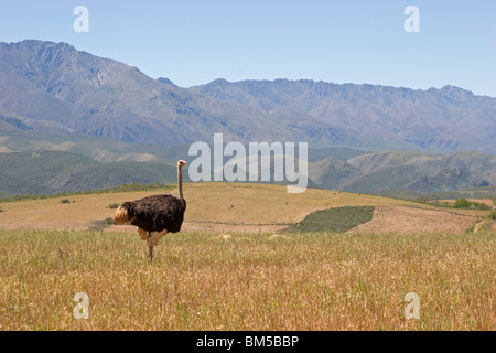 Ostrich on a field, South Africa / Struthio camelus Stock Photo