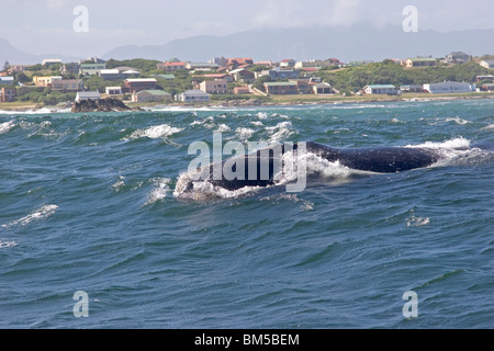 Southern right whale, South Africa / Eubalaena australis Stock Photo
