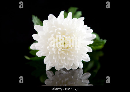 beautiful white Dahlia flower over black background Stock Photo