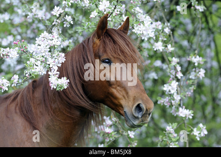 Missouri Fox Trotter (Equus ferus caballus), portrait of stallion looking through flowering twigs. Stock Photo