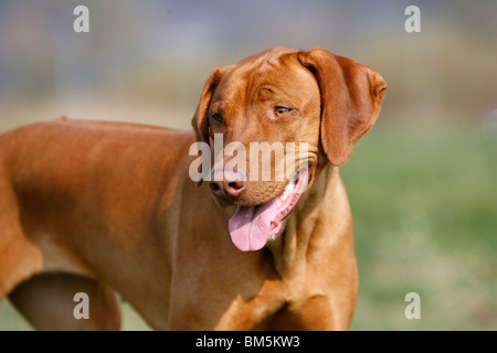 Rhodesian Ridgeback Livernose Stock Photo