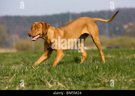 Rhodesian Ridgeback Livernose Stock Photo