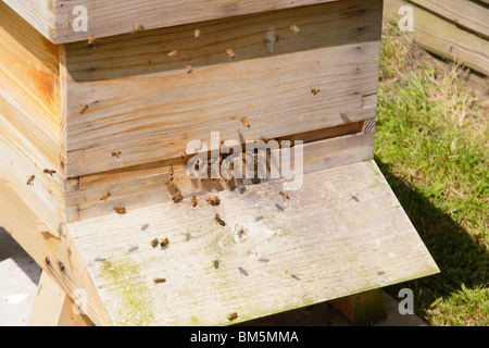 European Honey Bees, Apis Mellifera, entering bee hive with pollen. Stock Photo