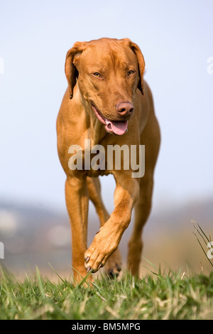 Livernose Rhodesian Ridgeback Stock Photo - Alamy
