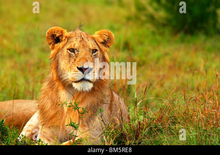 Portrait of young wild African lion. Africa. Kenya. Masai Mara Stock Photo