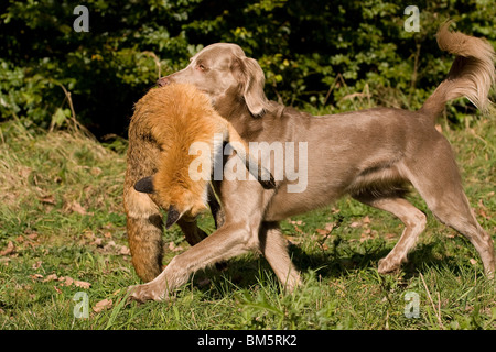 Weimaraner at fox hunting Stock Photo