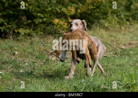 Weimaraner at fox hunting Stock Photo