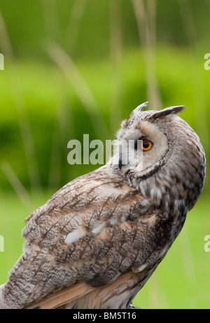 Siberian Eagle owl (Bubo bubo sibiricus) Stock Photo