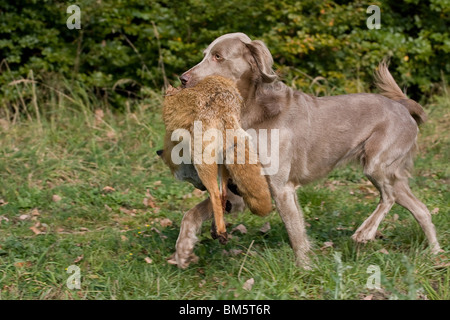 Weimaraner at fox hunting Stock Photo