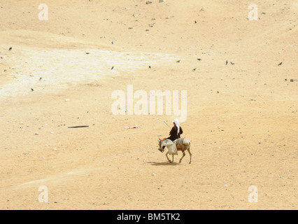 old egyptian on his donkey re-cycling  plastic bottles , Pyramids of giza, Giza Necropolis bordering what is now El Giza , egyp Stock Photo