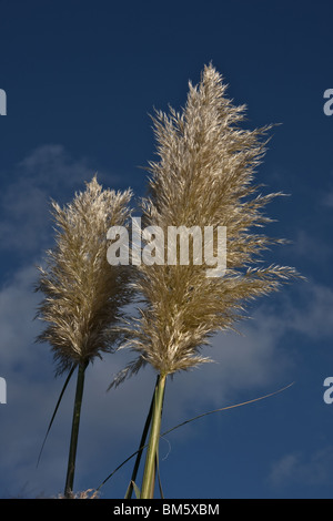 golden pampas grass (Cortaderia Selloana) against a blue sky. Portrait Stock Photo