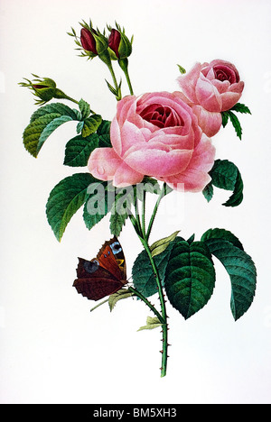 Provence rose Stock Photo