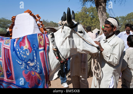 Indian man with his big ox. Nagaur cattle fair. Rajasthan. India Stock Photo