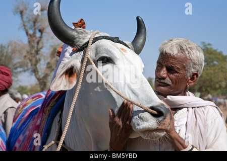 Indian man with his big ox. Nagaur cattle fair. Rajasthan. India Stock Photo