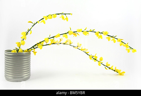 Yellow broom flowers in tinny vase Stock Photo