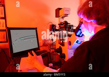 Private Clinic for in vitro fertilization. Artificial fertilization. Sperm is injected into an egg, by micro needles, microscope Stock Photo