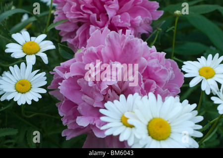 Pink peonies and white daisies in the flower garden. Stock Photo