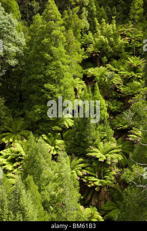 Ferns and Forest, West Creek Valley, West Creek Lookout, Arve Forest Drive, near Geeveston, Southern Tasmania, Australia Stock Photo