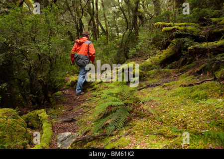 Hiker in Forest, Pencil Pine Track off Enchanted Walk, Cradle Mountain - Lake St Clair National Park, Tasmania, Australia Stock Photo