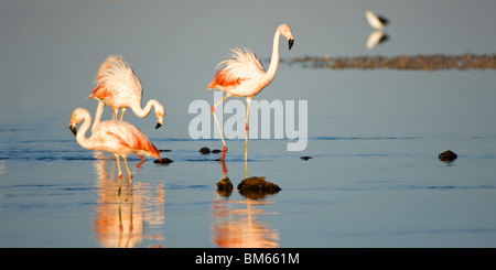Chilean Flamingos (Phoenicopterus chilensis), Laguna de Chaxa, Atacama desert, Chile Stock Photo