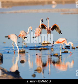 Chilean Flamingos (Phoenicopterus chilensis), Laguna de Chaxa, Atacama desert, Chile Stock Photo
