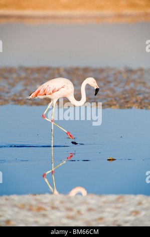 Chilean Flamingo (Phoenicopterus chilensis), Laguna de Chaxa, Atacama desert, Chile Stock Photo