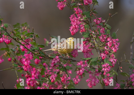 Yellowhammer Emberiza citinella perched on flowering current Stock Photo