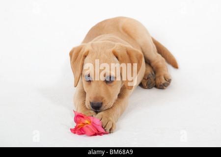 Yellow Labrador Puppy with Valentine rose Stock Photo