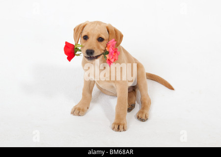 Yellow Labrador Puppy with Valentine rose Stock Photo