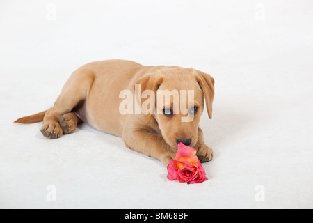 Yellow Labrador Puppy with Valentine rose Stock Photo