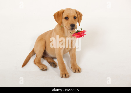 Yellow Labrador Puppy with Valentine rose Stock Photo